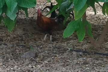 Gallos y gatos colonizan el parque urbano de San Juan-Telde (Foto TA)