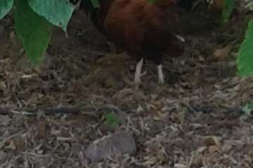 Gallos y gatos colonizan el parque urbano de San Juan-Telde (Foto TA)