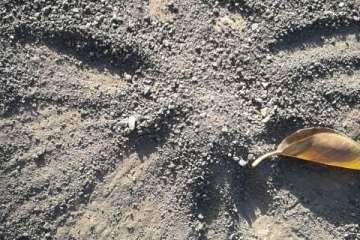 Gallos y gatos colonizan el parque urbano de San Juan-Telde (Foto TA)