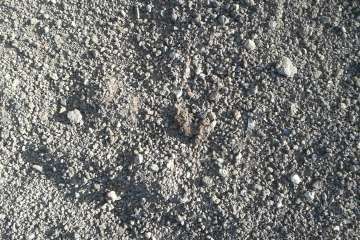 Gallos y gatos colonizan el parque urbano de San Juan-Telde (Foto TA)