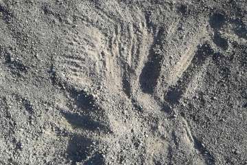 Gallos y gatos colonizan el parque urbano de San Juan-Telde (Foto TA)