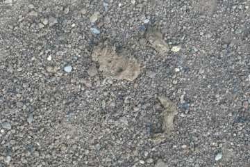 Gallos y gatos colonizan el parque urbano de San Juan-Telde (Foto TA)