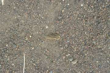 Gallos y gatos colonizan el parque urbano de San Juan-Telde (Foto TA)