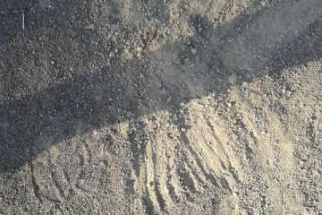 Gallos y gatos colonizan el parque urbano de San Juan-Telde (Foto TA)