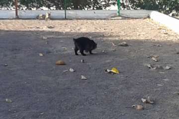 Gallos y gatos colonizan el parque urbano de San Juan-Telde (Foto TA)