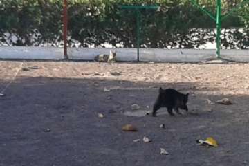 Gallos y gatos colonizan el parque urbano de San Juan-Telde (Foto TA)