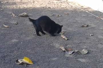 Gallos y gatos colonizan el parque urbano de San Juan-Telde (Foto TA)