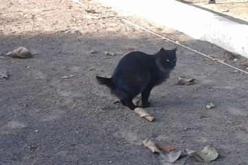 Gallos y gatos colonizan el parque urbano de San Juan-Telde (Foto TA)