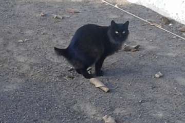 Gallos y gatos colonizan el parque urbano de San Juan-Telde (Foto TA)