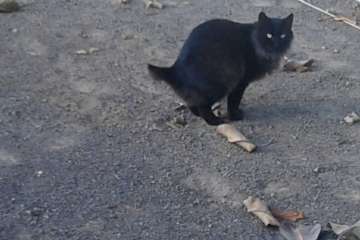 Gallos y gatos colonizan el parque urbano de San Juan-Telde (Foto TA)