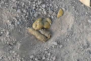 Gallos y gatos colonizan el parque urbano de San Juan-Telde (Foto TA)