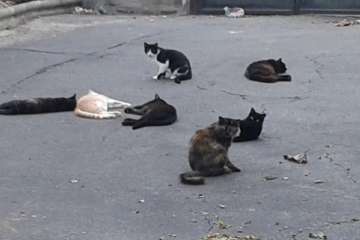 Gallos y gatos colonizan el parque urbano de San Juan-Telde (Foto TA)