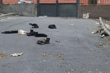 Gallos y gatos colonizan el parque urbano de San Juan-Telde (Foto TA)