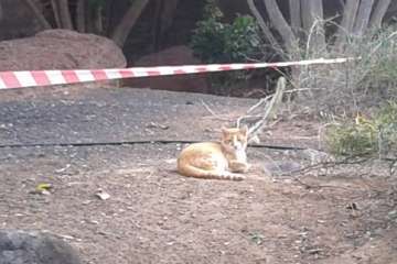 Gallos y gatos colonizan el parque urbano de San Juan-Telde (Foto TA)