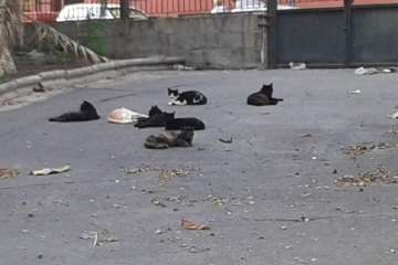 Gallos y gatos colonizan el parque urbano de San Juan-Telde (Foto TA)