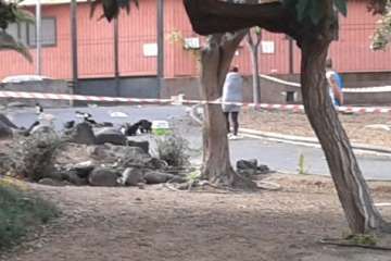 Gallos y gatos colonizan el parque urbano de San Juan-Telde (Foto TA)