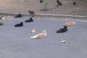 Gallos y gatos colonizan el parque urbano de San Juan-Telde (Foto TA)