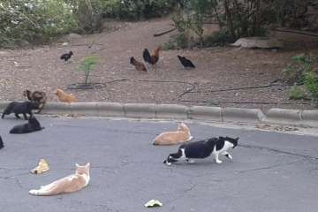 Gallos y gatos colonizan el parque urbano de San Juan-Telde (Foto TA)