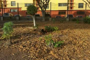 Gallos y gatos colonizan el parque urbano de San Juan-Telde (Foto TA)