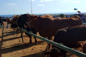 Los Llanos celebra el día grande de sus fiestas patronales (Foto Francisco J. Santana, Antonio Alí y TA)