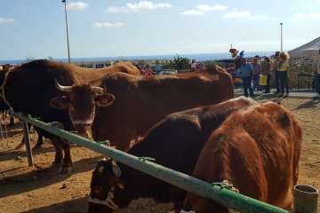 Los Llanos celebra el día grande de sus fiestas patronales (Foto Francisco J. Santana, Antonio Alí y TA)