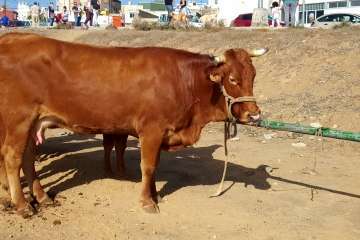 Los Llanos celebra el día grande de sus fiestas patronales (Foto Francisco J. Santana, Antonio Alí y TA)