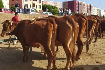 Los Llanos celebra el día grande de sus fiestas patronales (Foto Francisco J. Santana, Antonio Alí y TA)