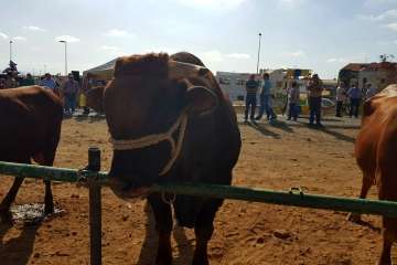 Los Llanos celebra el día grande de sus fiestas patronales (Foto Francisco J. Santana, Antonio Alí y TA)