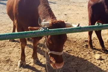 Los Llanos celebra el día grande de sus fiestas patronales (Foto Francisco J. Santana, Antonio Alí y TA)