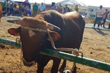 Los Llanos celebra el día grande de sus fiestas patronales (Foto Francisco J. Santana, Antonio Alí y TA)