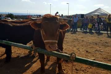 Los Llanos celebra el día grande de sus fiestas patronales (Foto Francisco J. Santana, Antonio Alí y TA)