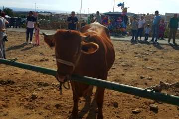 Los Llanos celebra el día grande de sus fiestas patronales (Foto Francisco J. Santana, Antonio Alí y TA)