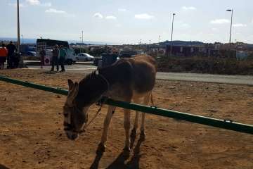 Los Llanos celebra el día grande de sus fiestas patronales (Foto Francisco J. Santana, Antonio Alí y TA)
