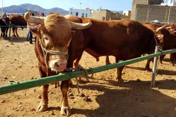 Los Llanos celebra el día grande de sus fiestas patronales (Foto Francisco J. Santana, Antonio Alí y TA)