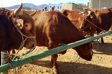 Los Llanos celebra el día grande de sus fiestas patronales (Foto Francisco J. Santana, Antonio Alí y TA)