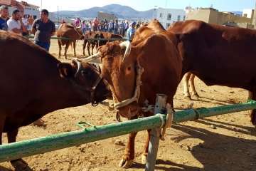 Los Llanos celebra el día grande de sus fiestas patronales (Foto Francisco J. Santana, Antonio Alí y TA)