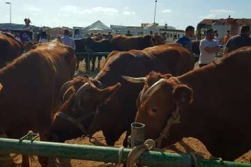 Los Llanos celebra el día grande de sus fiestas patronales (Foto Francisco J. Santana, Antonio Alí y TA)
