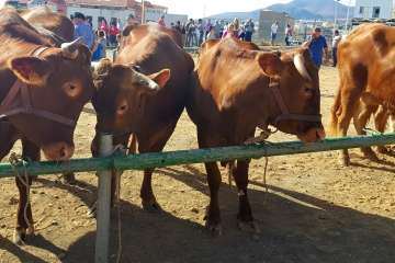 Los Llanos celebra el día grande de sus fiestas patronales (Foto Francisco J. Santana, Antonio Alí y TA)