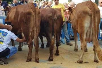 Los Llanos celebra el día grande de sus fiestas patronales (Foto Francisco J. Santana, Antonio Alí y TA)