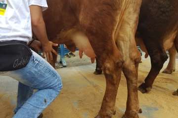 Los Llanos celebra el día grande de sus fiestas patronales (Foto Francisco J. Santana, Antonio Alí y TA)