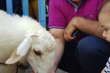 Los Llanos celebra el día grande de sus fiestas patronales (Foto Francisco J. Santana, Antonio Alí y TA)