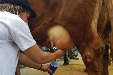 Los Llanos celebra el día grande de sus fiestas patronales (Foto Francisco J. Santana, Antonio Alí y TA)