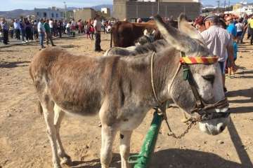 Los Llanos celebra el día grande de sus fiestas patronales (Foto Francisco J. Santana, Antonio Alí y TA)