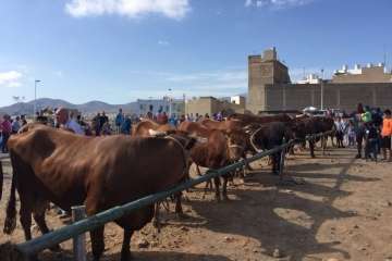 Los Llanos celebra el día grande de sus fiestas patronales (Foto Francisco J. Santana, Antonio Alí y TA)