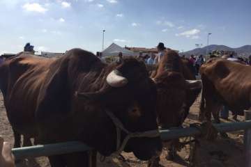 Los Llanos celebra el día grande de sus fiestas patronales (Foto Francisco J. Santana, Antonio Alí y TA)