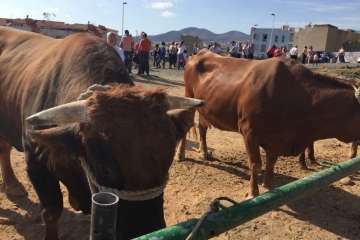 Los Llanos celebra el día grande de sus fiestas patronales (Foto Francisco J. Santana, Antonio Alí y TA)