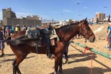 Los Llanos celebra el día grande de sus fiestas patronales (Foto Francisco J. Santana, Antonio Alí y TA)