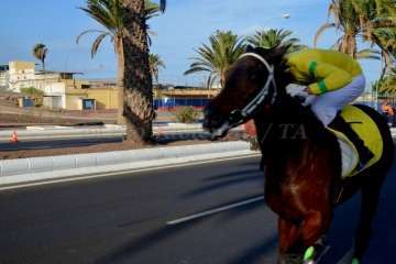 Las carreras de caballos toman la Avenida del Cabildo (TA y Francisco Javier Santana)