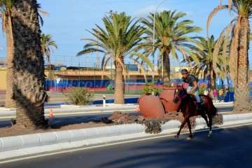 Las carreras de caballos toman la Avenida del Cabildo (TA y Francisco Javier Santana)