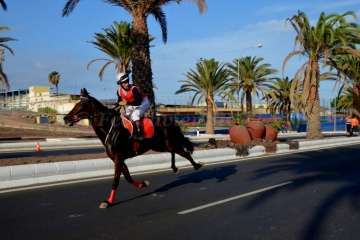 Las carreras de caballos toman la Avenida del Cabildo (TA y Francisco Javier Santana)